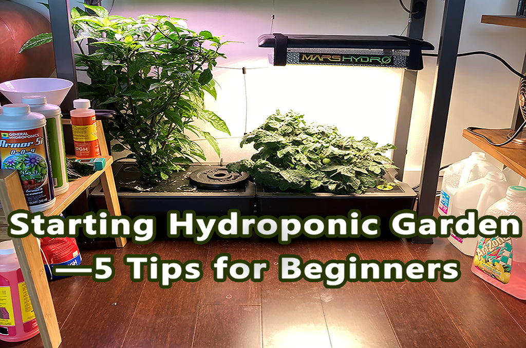 Starting Hydroponic Garden——5 Tips for Beginners